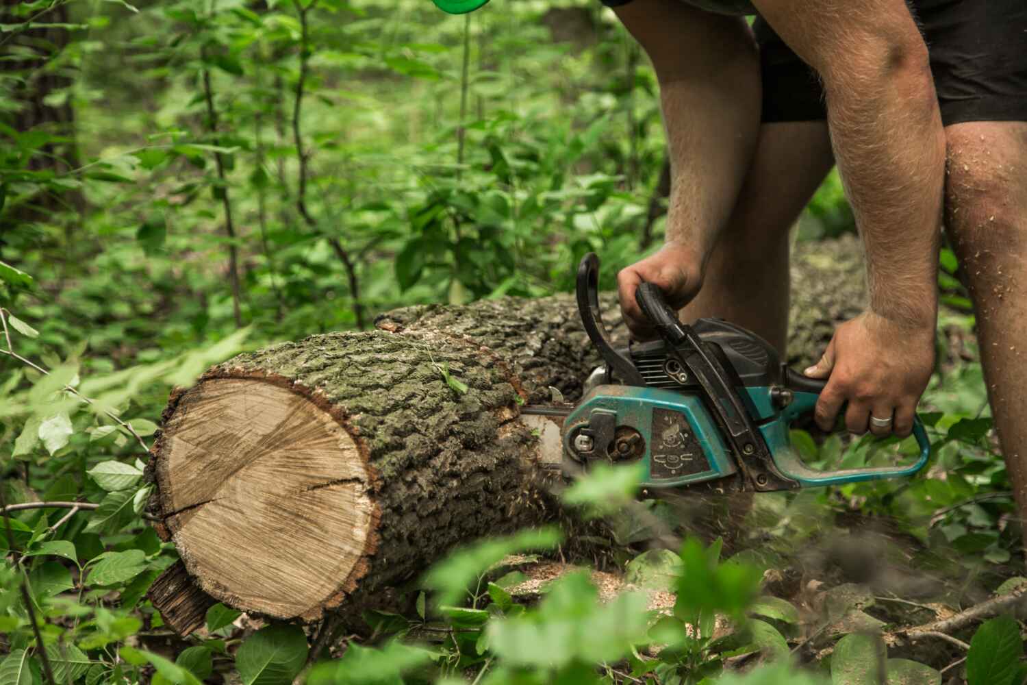 Best Tree Pruning Services  in Pleasant Hill, PA